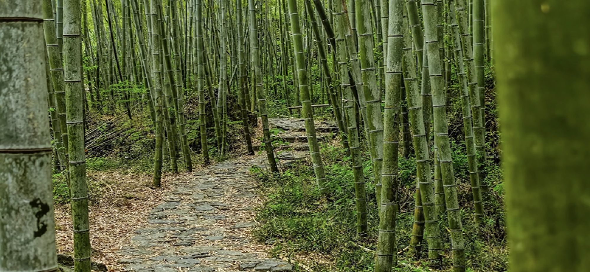 碧洲竹海“变现”记