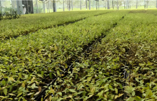 城市绿化事关民生福祉    