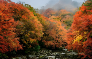 航拍深秋天目山 宛如画境