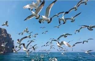 风物旅行或成入境游新支点    