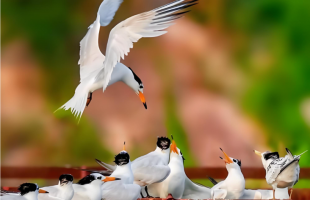 三部门重拳护鸟，这些涉鸟保护误区触碰法律红线！ 