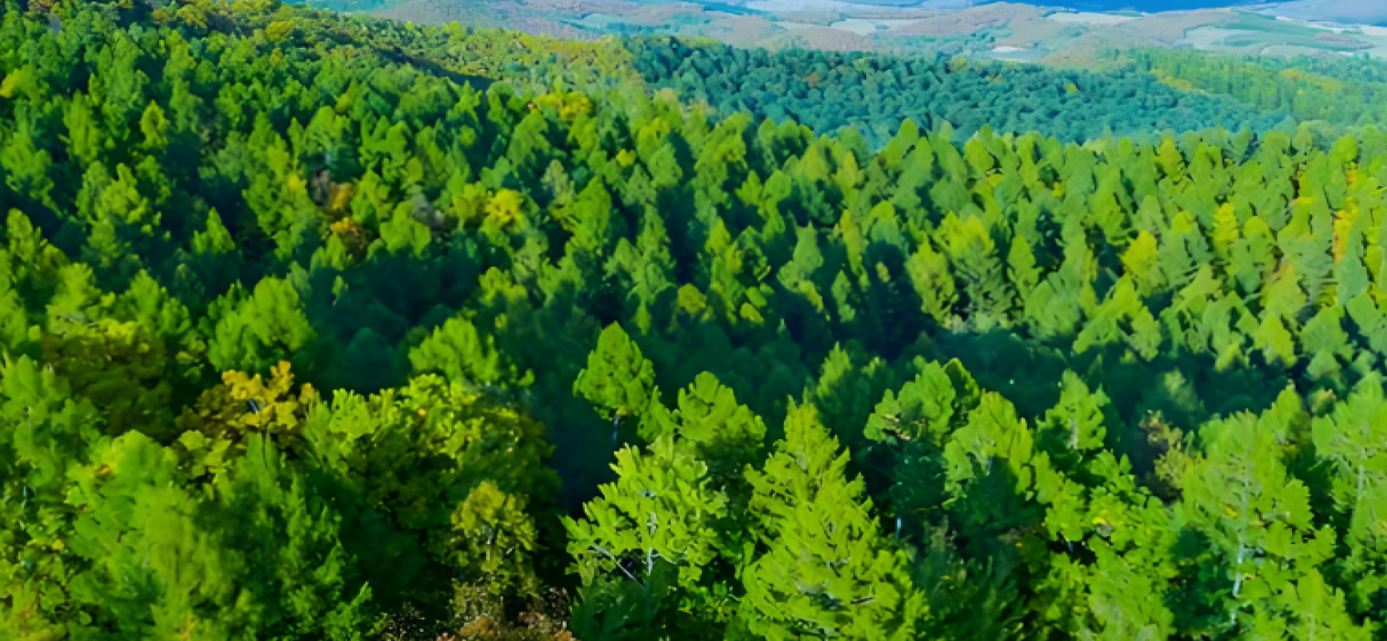 1426亿棵！我们为什么要在中国“数”树？