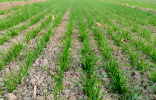 全国冬小麦播种过八成 主产区有力推进秋冬种   