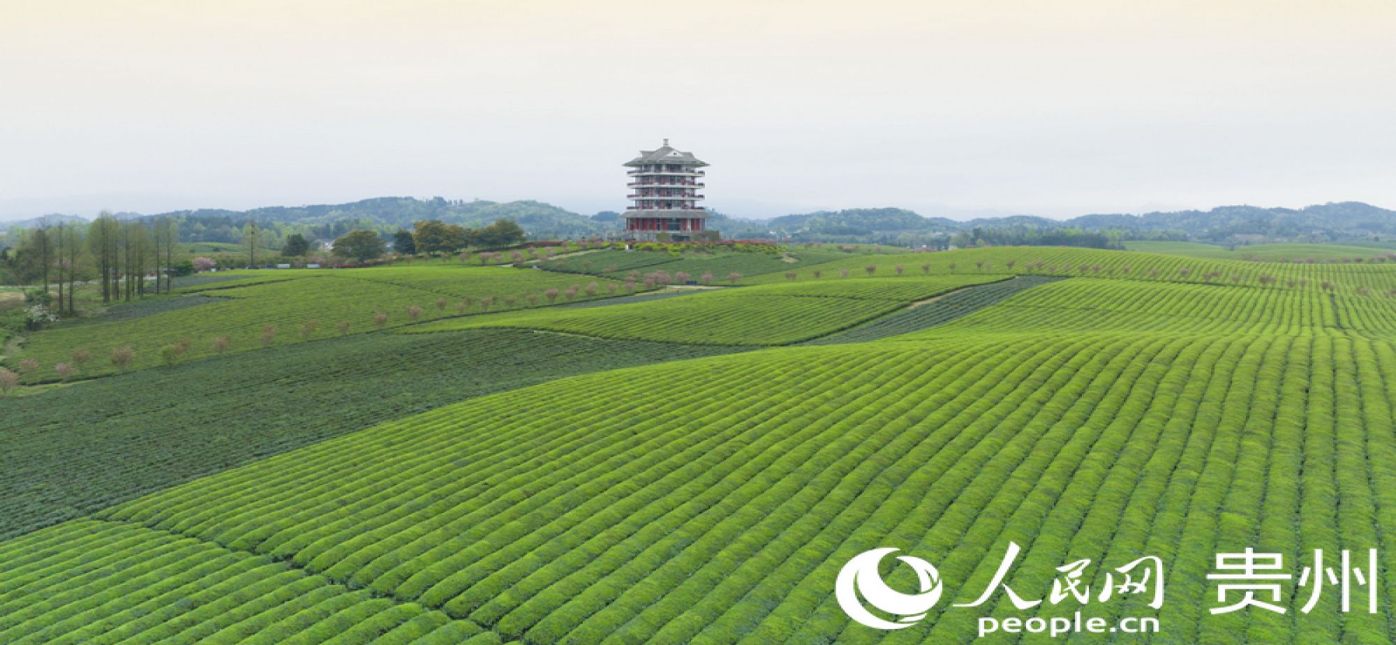 “贵”字号农产品何以走俏全国？