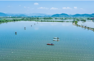 这里的珍珠有点“绿”！  