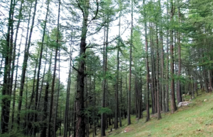 国家发展改革委等部门部署加快建设现代化国有林场  