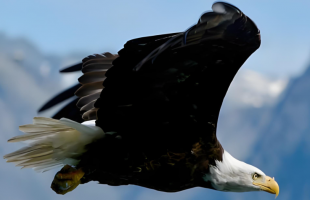 更多猛禽飞过京城天空  
