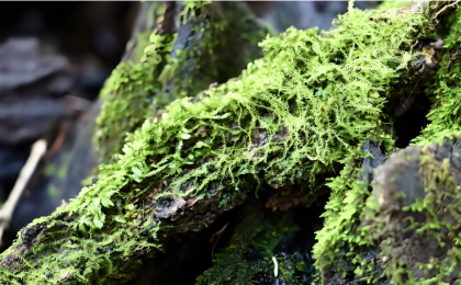 全国森林可持续经营试点取得积极进展