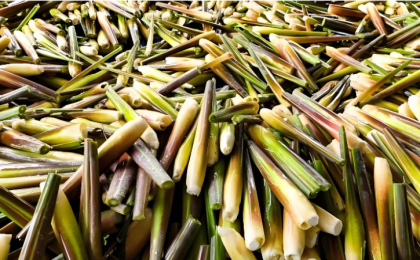 吉林省镇赉县探索“以茭治碱”    让盐碱地变成金银滩   