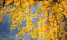 美若仙境！重庆这棵千年银杏美成了壁纸  