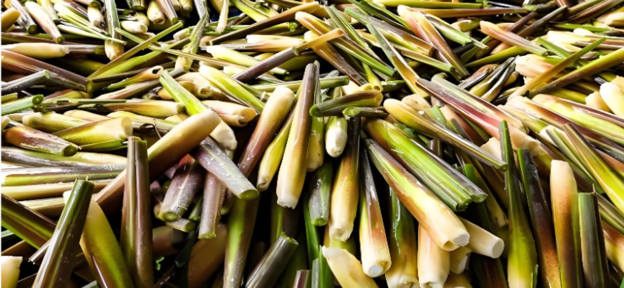 吉林省镇赉县让盐碱地变成金银滩