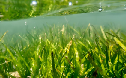 海草床植被修复碳汇方法学发布 通过市场机制实现海草床碳汇价值  