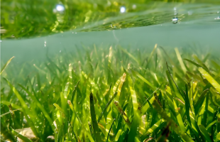 海草床植被修复碳汇方法学发布 通过市场机制实现海草床碳汇价值  