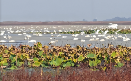 江西鄱阳湖：236种鸟类刷新观鸟赛新纪录  