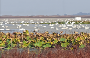 江西鄱阳湖：236种鸟类刷新观鸟赛新纪录  