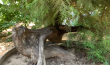 崖柏重生，生生不息