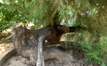 崖柏重生，生生不息