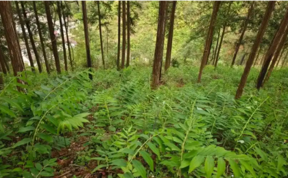 中国经济“向新力”｜以“智”提“质”，“林下”好风景 