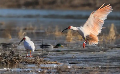 传奇落幕：它的40年与“东方宝石”的重生之路  