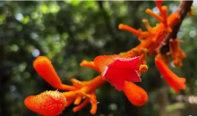 极危物种广西火桐种群数量稳定增长 