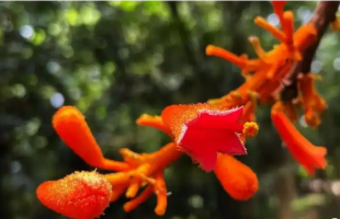 极危物种广西火桐种群数量稳定增长 