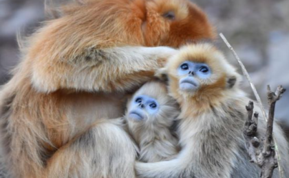 “猴丁兴旺”！秦岭川金丝猴种群稳定增长  