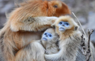 “猴丁兴旺”！秦岭川金丝猴种群稳定增长  