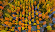 守好一片杉林，引来百鸟栖息    