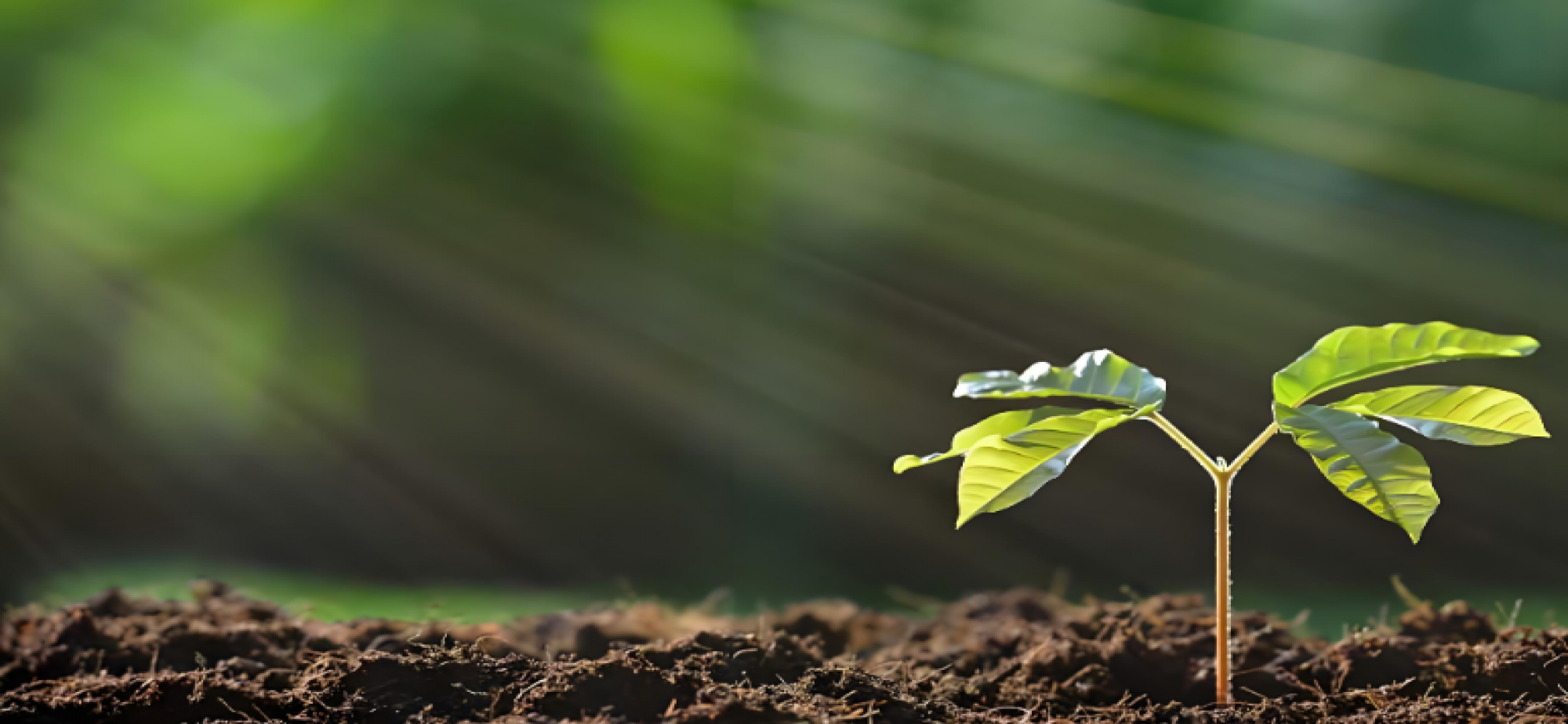 植物工厂里的“黑科技”
