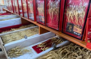 人参年产值破千亿！吉林千年“金字招牌”焕新发力 