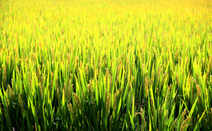 推动乡村全面振兴取得新进展