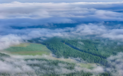 森林认证有啥用    
