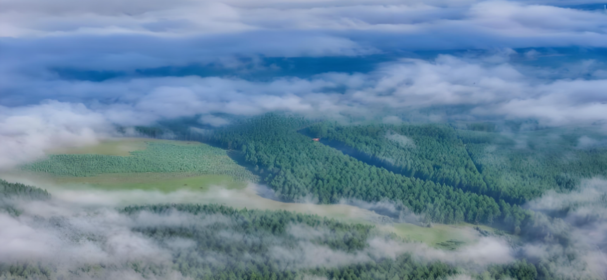 森林认证有啥用