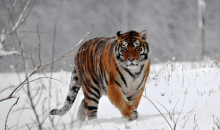 虎虎生威！雪天和东北虎超配的