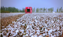 从新疆沙雅棉田看产业智能化    