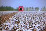从新疆沙雅棉田看产业智能化    