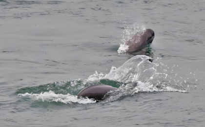 我国将加强长江江豚系统性保护    