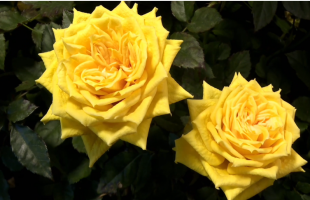 延时摄影看黄月季明媚绽放  