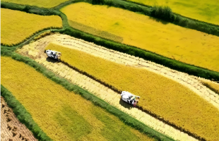 夯实“压舱石”，加快农业农村现代化  