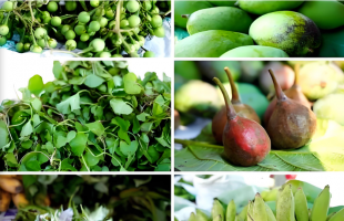 英才辈出 山货焕新