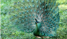 孔雀回归了保护区