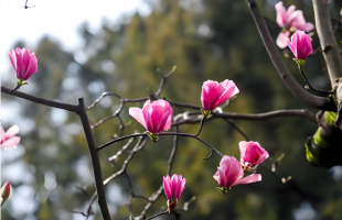 见者好运！400岁古旱莲盛开有多美