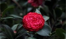 春日浪漫！延时看山茶花温柔绽放  