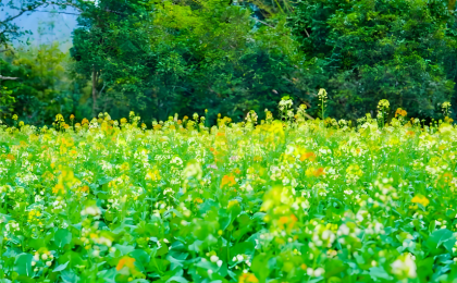 党建赋能 “甜蜜产业”别样甜  