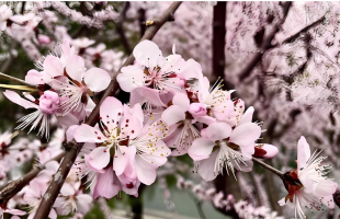 春花绽放，田园古韵诗意满满 