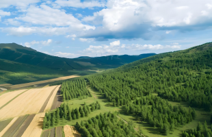 去年完成营造林356.3万公顷  