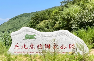 穿林踏雪，守护虎豹家园   