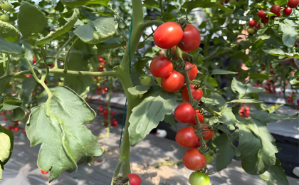 良种良法入田间  