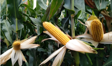 为何杂交玉米比亲本产量更高？  玉米杂交优势“密码”被破解  