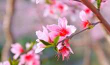 春光正好！延时摄影带你看桃花“醒”来